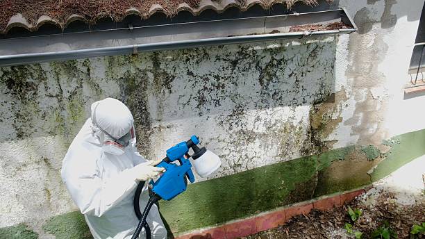 Trusted Mold Removal service in Westwood, PA - Cheap Mold Removal